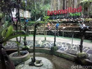 Foto: Liburan Panjang Asyiknya Main Burung di Lembang