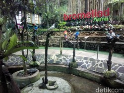 Main dengan Ribuan Burung di Lembang, Ini Tempatnya