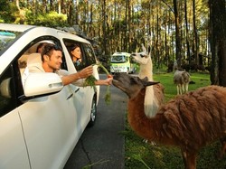 Tahun Baruan di Jatim? Menginap di Resor Bernuansa Afrika Aja