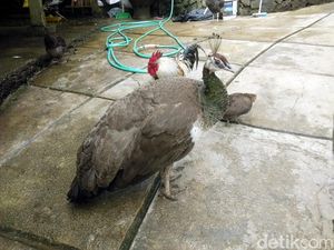 Agar Tak Diserang Burung, Pria Ini Lakukan Tarian Seks Pakai G-string