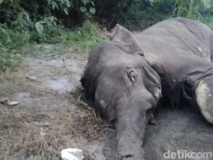 Kapolda Aceh Minta Jajarannya Ungkap Kasus Kematian Gajah