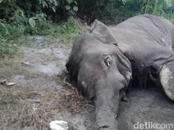 Video Gajah Mati Membusuk Tanpa Gading di Aceh