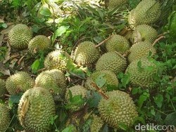 Liburan Akhir Tahun, Saatnya Berburu Durian Khas Sumatera Selatan