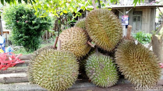 Ilustrasi durian