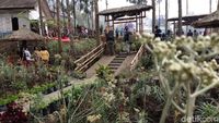 Foto: Ada Kebun Bunga Abadi di Probolinggo