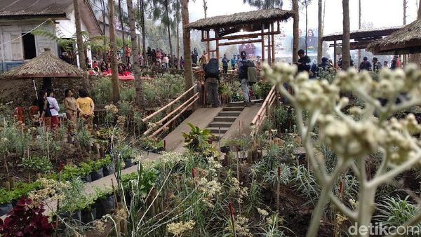 Foto: Ada Kebun Bunga Abadi di Probolinggo