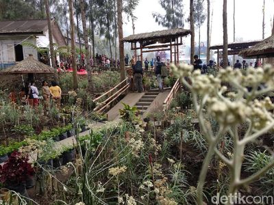 Foto: Ada Kebun Bunga Abadi di Probolinggo