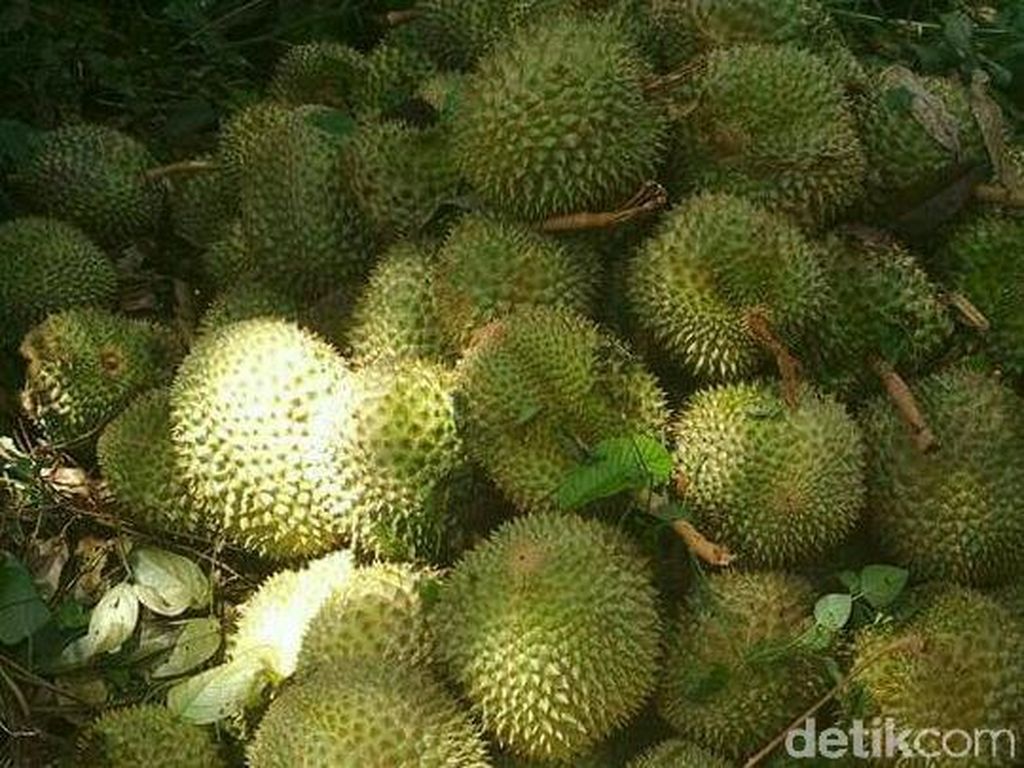 Sampah Kulit Durian Banjiri Singkawang, Petugas Kewalahan
