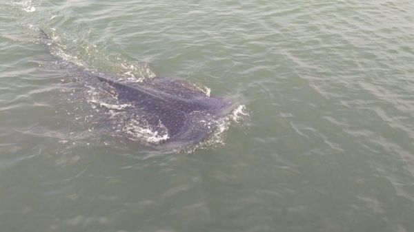 Foto: Melihat Lebih Dekat Hiu Tutul di Pasuruan