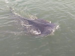 Foto: Melihat Lebih Dekat Hiu Tutul di Pasuruan