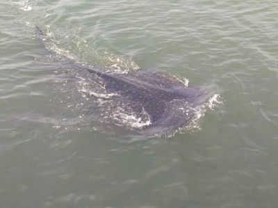 Foto: Melihat Lebih Dekat Hiu Tutul di Pasuruan
