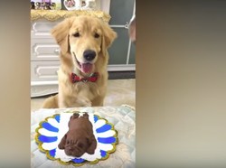 Ekspresi Anjing Ini Bikin Ngakak Ketika Pemiliknya Makan Cake Bentuk Anjing