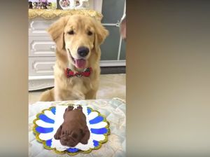 Ekspresi Anjing Ini Bikin Ngakak Ketika Pemiliknya Makan Cake Bentuk Anjing Ekspresi Anjing Ini Bikin Ngakak Ketika Pemiliknya Makan Cake Bentuk Anjing