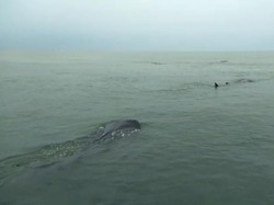 Puluhan Ekor Kawanan Hiu Tutul Temani Nelayan di Probolinggo