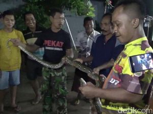 Warga Probolinggo Kembali Tangkap Seekor Ular Sanca Warga Probolinggo Kembali Tangkap Seekor Ular Sanca