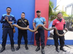 Bikin Kaget, Ular Sanca Nongol di Plafon Rumah Warga di Surabaya Bikin Kaget, Ular Sanca Nongol di Plafon Rumah Warga di Surabaya