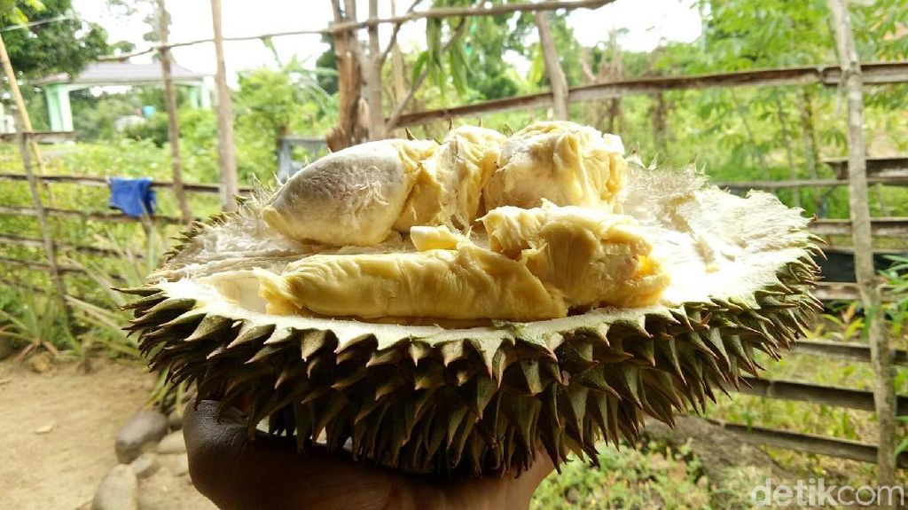 Foto: Durian Runtuh Paling Dicari dari Ogan Komering Ulu Foto: Durian Runtuh Paling Dicari dari Ogan Komering Ulu