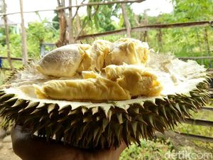 Foto: Durian Runtuh Paling Dicari dari Ogan Komering Ulu