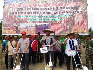 Kementan Kembangkan Padi untuk Lahan Kering Sulteng