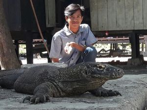 Liburan Murah Lihat Komodo Langsung di NTT Liburan Murah Lihat Komodo Langsung di NTT