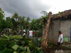 Hujan dan Angin Kencang Landa Bantul, Puluhan Pohon Tumbang