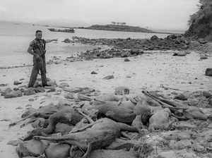 Kronologi Penangkapan Pemburu Rusa di Pulau Komodo