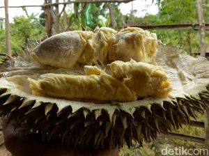 Mau Makan Durian Gratis Sepuasnya? Datang Saja Besok ke Lebak