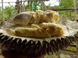 Mau Makan Durian Gratis Sepuasnya? Datang Saja Besok ke Lebak