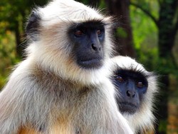 6 Pria Ini Ditahan Polisi Karena Menyantap Monyet Langka di Vietnam