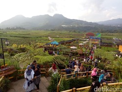 Jelang Tahun Baru, Cafe Sawah Pujon Kidul Dipadati Pengunjung