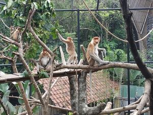 Di Bali Bisa Bertemu Satwa Khas Kalimantan yang Hampir Punah