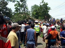 Pohon Roboh Timpa Mobil, Jalur Pantura di Banyuwangi Macet