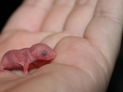 Hii..! Di China, 7 Hewan Ini Dimakan dalam Keadaan Hidup