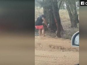 Beredar Video Perempuan Berikan Air Minum pada Koala yang Kehausan