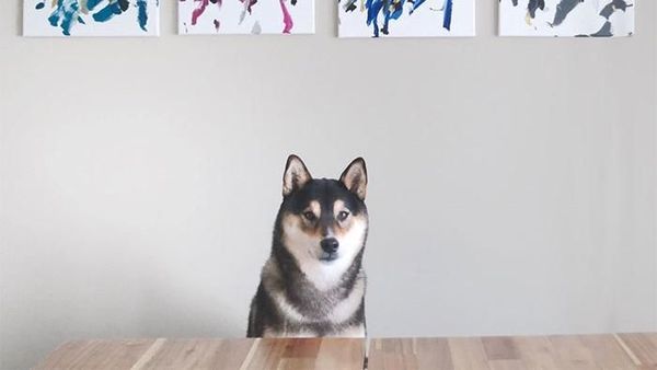 Gemas! Anjing Jago Lukis yang Karyanya Laku Dijual Rp 548 Ribu