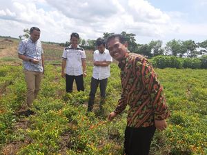 Kementan Klaim Harga Cabai dan Bawang Stabil selama Natal