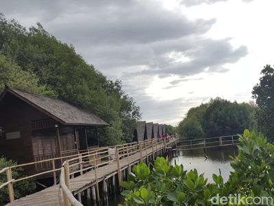 Foto: Jakarta Punya Hutan Mangrove Seindah Ini