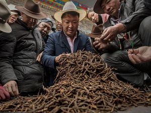 Potret Kehidupan Para Pencari Parasit Obat Kuat di Pegunungan Himalaya