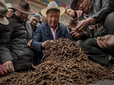 Potret Kehidupan Para Pencari Parasit Obat Kuat di Pegunungan Himalaya
