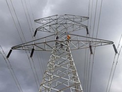 Viral Listrik Padam Massal Gegara Pohon Sengon, PLN: Hoaks!