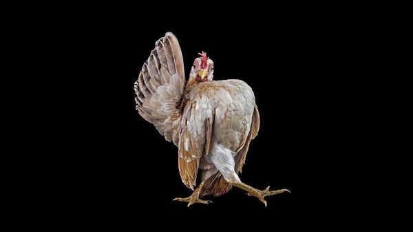 Ketika Ayam Berpose Bak Model Profesional