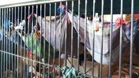 Penampakan Penghuni Rutan di Riau Tidur Bak Kelelawar