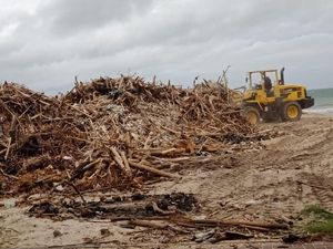Pantai di Canggu Bali Banjir Sampah Pohon