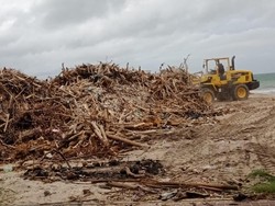 Pantai di Canggu Bali Banjir Sampah Pohon