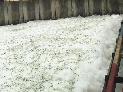 Penampakan Busa Tebal Berbintik yang Muncul di Kali Item Kemayoran