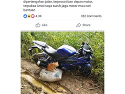 Gokil, Yamaha R15 Dipakai untuk Angkut Hasil Panen di Sawah