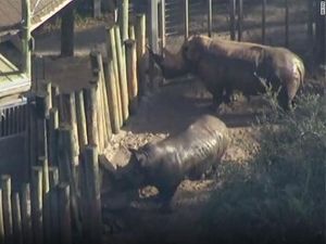 Terbentur Badak di Kebun Binatang AS, Balita 2 Tahun Dilarikan ke RS