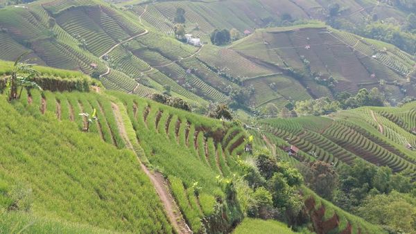 Foto: Bukan di Ubud, Ini Terasering di Majalengka