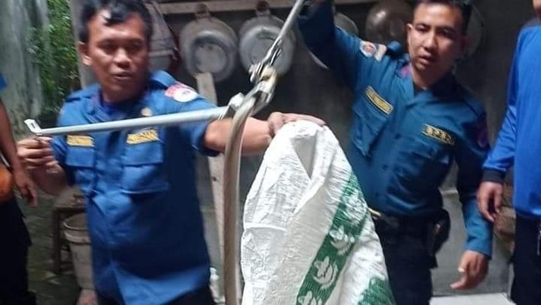 Hii...! Ular Kobra 1,5 Meter Nyelonong ke Rumah Warga Denpasar Hii...! Ular Kobra 1,5 Meter Nyelonong ke Rumah Warga Denpasar
