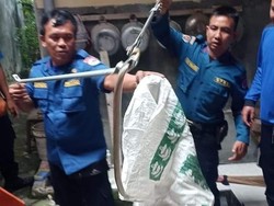 Hii...! Ular Kobra 1,5 Meter Nyelonong ke Rumah Warga Denpasar